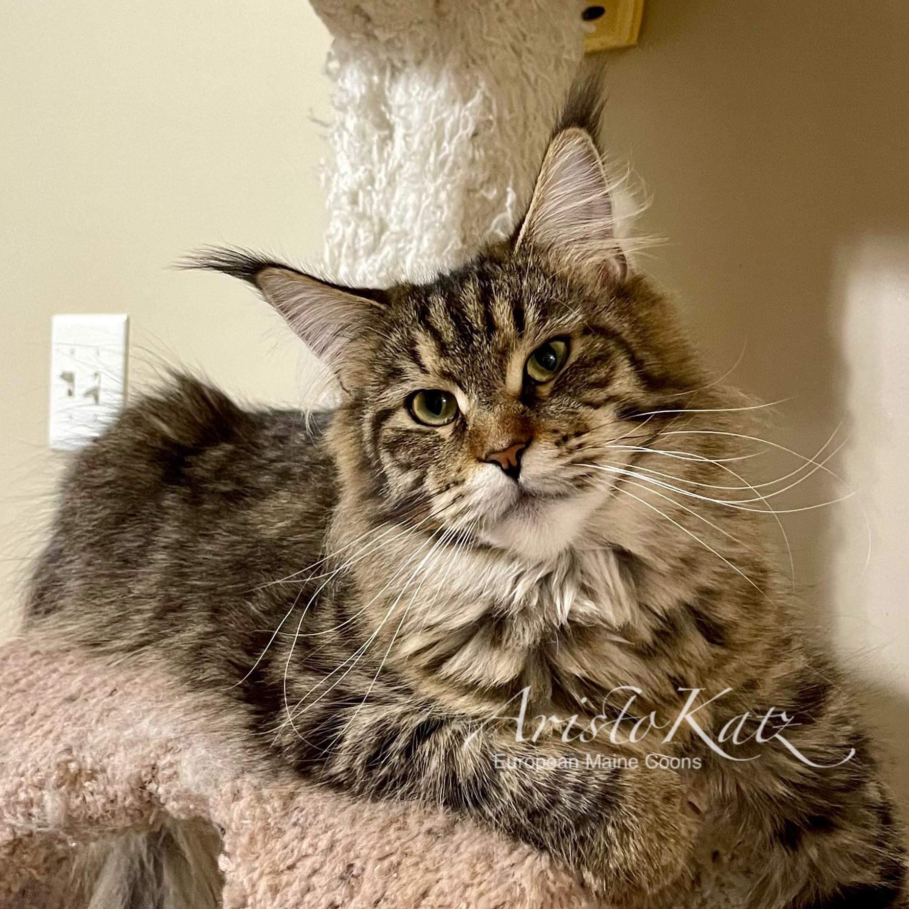 Queens – aristokatzmainecoons.com